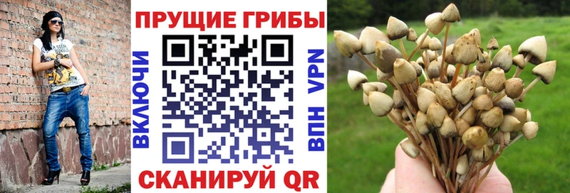 Псилоцибиновые грибы GOLDEN TEACHER  Купить  Каргополь 